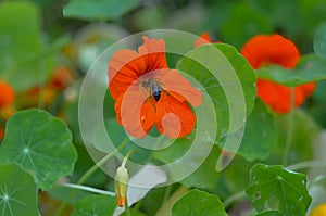 Garden nasturtium Tropaeolum majus, red flowers with bee