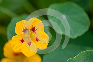 Garden nasturtium Tropaeolum majus, red orange flower