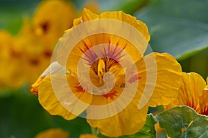 Garden nasturtium Tropaeolum majus, yellow-orange edible flower