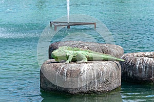 Garden of the Nations Park in Torrevieja. Alicante, on the Costa Blanca. Spain