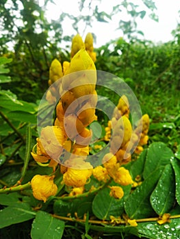 Garden Naturals yellow flowers and tree photo