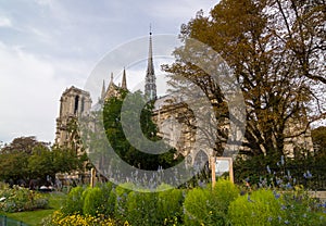 Garden near the catholic cathedral Notre-Dame de Paris. France