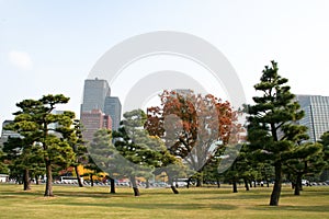 Garden near Imperial Palace, Tokyo