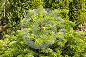 Garden 2 near Krasnobrod. Poland photo