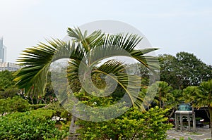 Garden near National Mosque