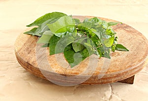 Garden NightShade Leaves