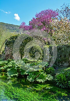 Garden of Ninfa, landscape garden in the territory of Cisterna di Latina, in the province of Latina, central Italy.