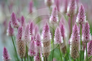 Garden Nursery Flowers