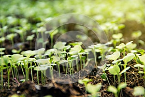 Garden nursery group little sprouts sapling of Chinese kale.