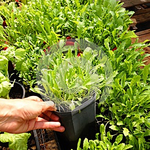 Garden nursery: hand holding plastic plant pot of Arugula or Rocket - also known as Rucola, Rugula, Colewort and Roquette salad