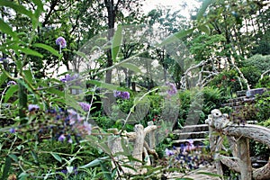 Garden at Old Mill Park, North Little Rock photo