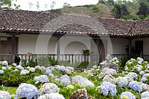 Garden in old town house in latin america 1