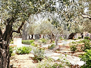 Garden of Olives - Gethsemane, Jerusalem, Israel