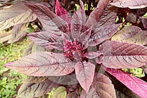 Garden Orach Atriplex hortensis, red amaranth with leaves, flowers, seeds. Quinoa twigs with young seed heads.