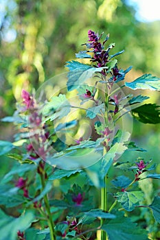 Garden orache (atriplex hortensis)