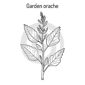 Garden orache Atriplex hortensis , or red arrach, French spinach