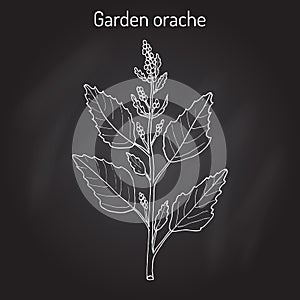 Garden orache Atriplex hortensis , or red arrach, French spinach