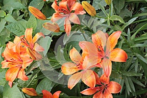 Garden orange lily blooms on a summer sunny day