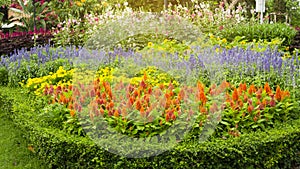 A garden of Orange Wool flower, Blue Salvia, Yellow Sunflower, Red Pink and White Hollyhock and green leaf of Philippine tea plant