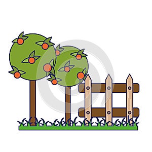 Garden with oranges trees and fence blue lines