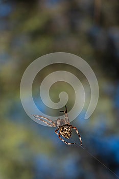 Garden Orb Spider macro against blue sky and green forest trees.Beautiful background of blue sky and high tree and close-up of a