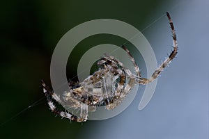 Garden Orb Spider At Work Burning Midnight Oil, Detailed Macro Closeup, Large Night Scene