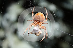 Garden Orb Weaver spider