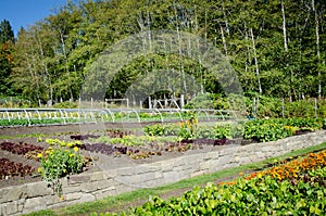 Garden on an organic farm