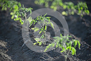 Garden with organic tomato plants