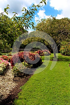 Garden with ornamental grasses and trees.Sunny skies.