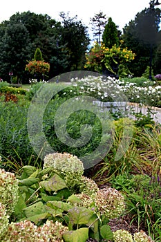 Garden with ornamental grasses and trees.Sunny skies.