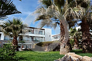 Garden with palms.