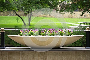 Garden pansies in flower pot