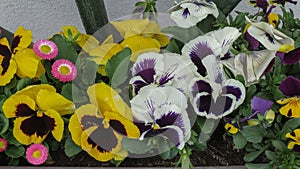 Garden pansies Viola Melanium