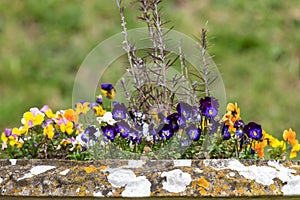 Garden pansies (viola x wittrockiana