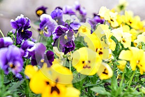 Garden pansy flowers Viola tricolor var. hortensis