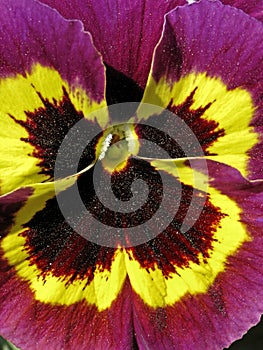 Garden-Pansy in spring, Viola wittrockiana