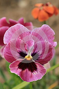 Purple Pansy Heartease - close up