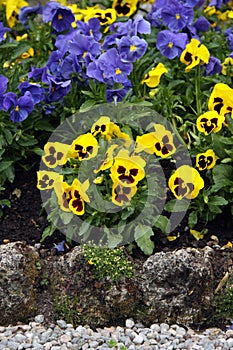 Garden pansy, Viola tricolor on a flower bed