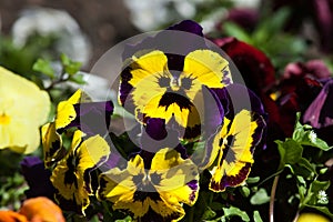Garden pansy (Viola tricolor var. hortensis)