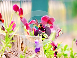 The garden pansy viola violet stepmother flower photo