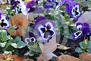 Garden Pansy (Viola × Wittrockiana) flower