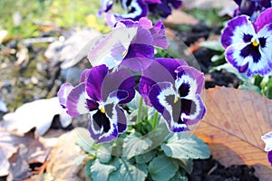 Garden Pansy (Viola × Wittrockiana) flower