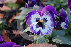 Garden Pansy (Viola × Wittrockiana) flower