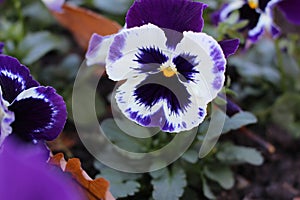 Garden Pansy (Viola × Wittrockiana) flower