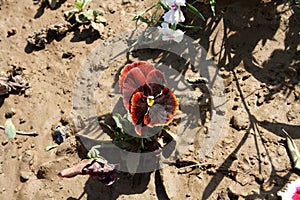 Garden pansy (Viola ×wittrockiana) in Rosewood color : (pix Sanjiv Shukla)