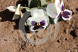 Garden pansy (Viola ×wittrockiana) with white and purple colors : (pix Sanjiv Shukla)