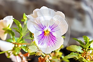 Garden pansy Viola Ã— wittrockiana. A large-flowered hybrid plant cultivated as a garden flower. It is derived by hybridization