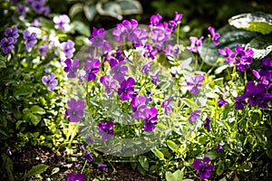 Garden pansy. Violet pansy flower.Hybrid pansy or Viola tricolor pansy in flowerbed. Violet flower in the spring garden