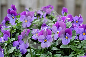 purple garden Pansies or Violets after a rain shower